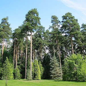 Arboretum Nový dvůr VIII/2006