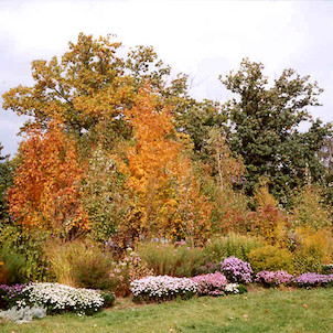 Podzim v Arboretu N.Dvůr