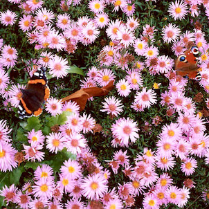 Motýli a květiny v arboretu