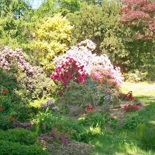Arboretum Nový Dvůr, Kvetoucí pěnišníky