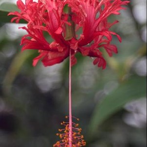 Hibiscus schizopetalus, Ibišek