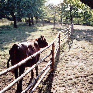 kravička