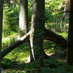 Kráčející strom