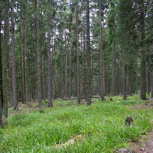 Boubín, Boubín - kousek od vrcholu