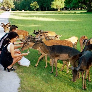 Feeding the Deer