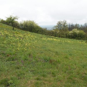 Petrklíče na Stolové hoře, Na Stolové hoře roste velké množství květin - a petrklíčů je v květnu možné vidět celá pole.