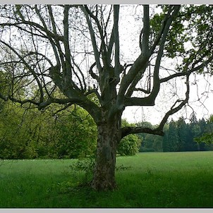 Lednice-zámecký park