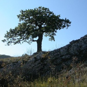 Dub pýřitý na úbočí Děvína (ve znaku CHKO Pálava)