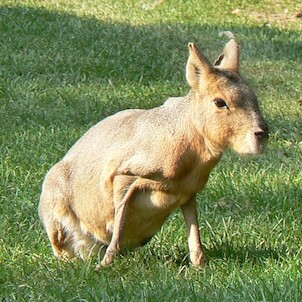 ZOO Brno - Tapír jihoamerický