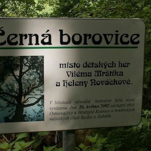 Černá borovice, Místo, kde si v dětství bratři Mrštíkové hrávali.