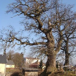 Tvrziště 1, Je pravděpodobné, že tvrz vznikla mimo jiné k ochraně sedlecké stezky. První písemné zprávy máme až z let 1457 a 1462, kdy je zmiňován jistý Arkl Tussel „de Stalticz“ či později „de Talticz“. Později získali dalovické léno příslušníci rodu Hýz