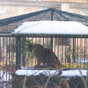 Zámek, Voliéra s lvicí v zámeckém parku