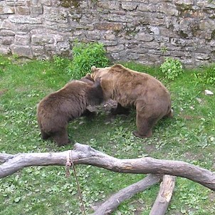 medvědi