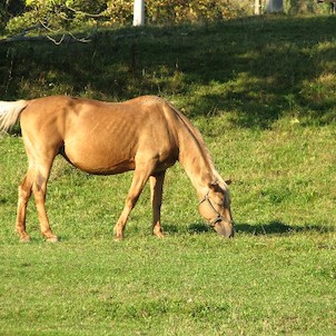 Pozimní příroda