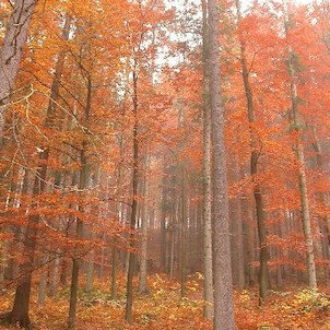 Podzimní bukový les, uprostřed rezervace Zemská brána
