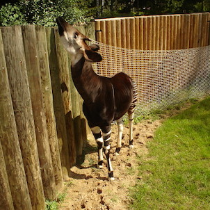 Okapi