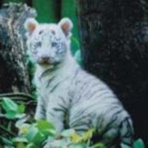mládě bílého tygra