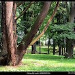 Arboretum Bukovina