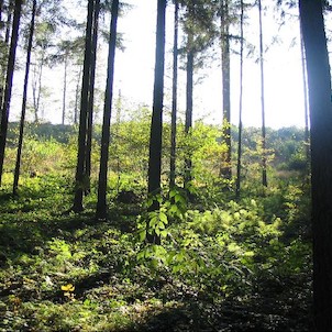 v lese nad Ondřejnicí