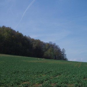 zvěř pod Okrouhlou