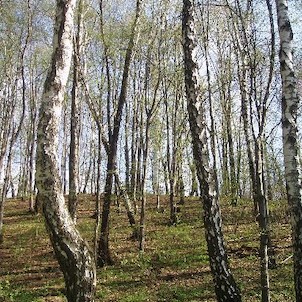 lesem od hřiště ve Staříči k vrcholu Okrouhlé