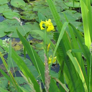 Kosatec žlutý (Iris pseudacorus)