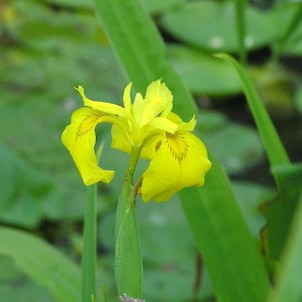 Kosatec žlutý (Iris pseudacorus) - detail květu