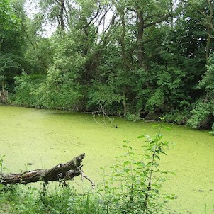 II. Bergrova tůň