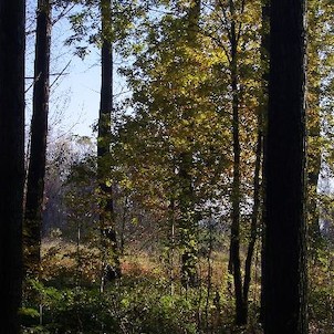 Pusté nivy, Pohled na rezervaci