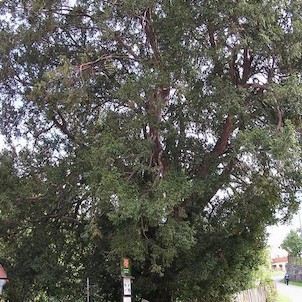 Tis - památný strom, stáří 700 - 800 let