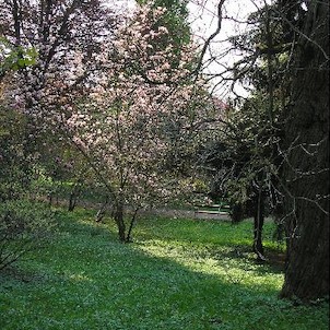 Park v Bílé Lhotě, Magnolie