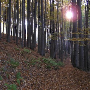 Bukoveček, Rezervace