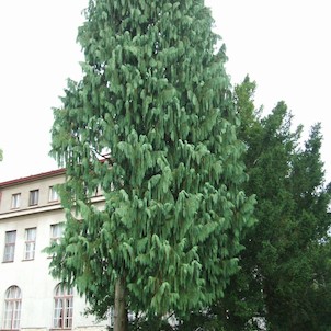 Hamzova léčebna-park