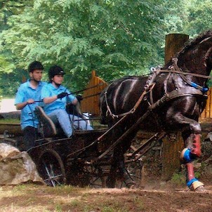 Závody spřežení v Heřmanově Městci