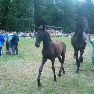 Jezdecký den 2007