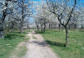 Třešňovka - i tady jsou pastviny koní