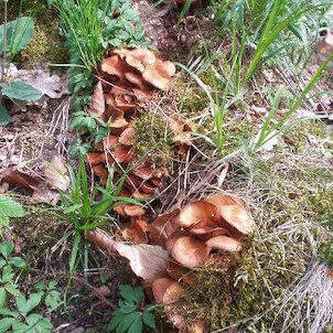 dřevokazné houby