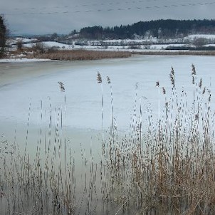 Zbynické rybníky, jsou tvořeny Velkou a Malou straanou