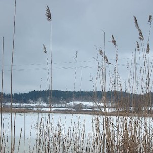 Zbynické rybníky, v zimě