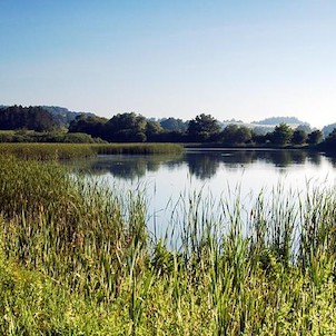 Malá Strana, Zbynické rybníky jsou tvořeny Velkou a Malou Stranou