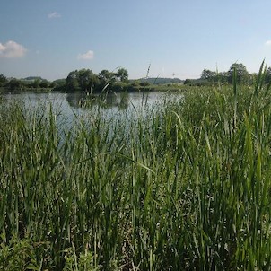 Zbynické rybníky, Malá Strana