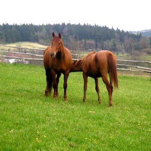 Calverova farma v Habarticích