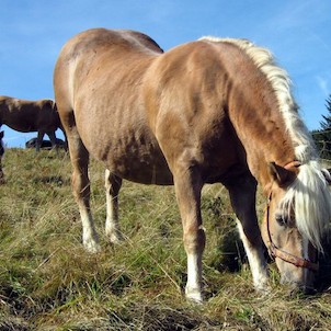 Mezi obyvatele Prášil patří i koně