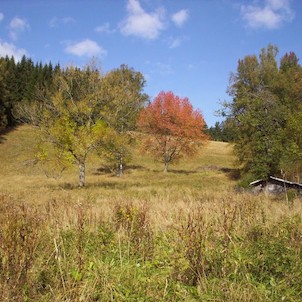 Buchingův dvůr