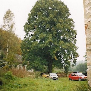 Památný strom - Lípa v Kaceřovském mlýně
