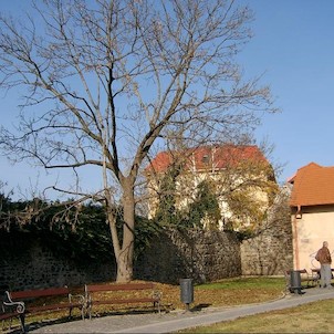 Z ul. Na Parkáně, Jižní část hradeb. Královské město Beroun bylo r. 1295 Výclavem II. založeno jako hrazené, hradby obepínaly jeho čtvercový půdorys.