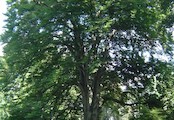 V místním parku se nacházejí velmi vzácné stromy