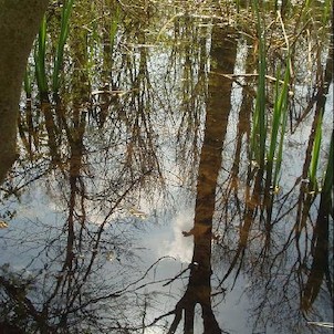 hladina tůně