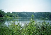 zadní část Litovického rybníka