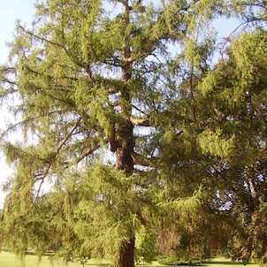 Strom v  zámeckém parku v Lánech